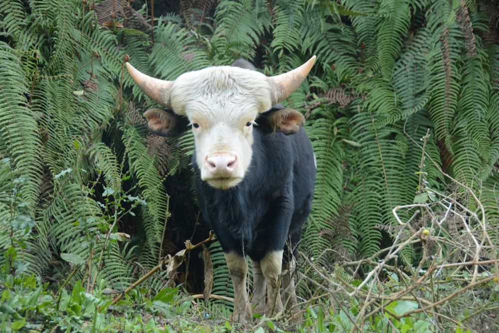 Mitun en vallée de Ziro