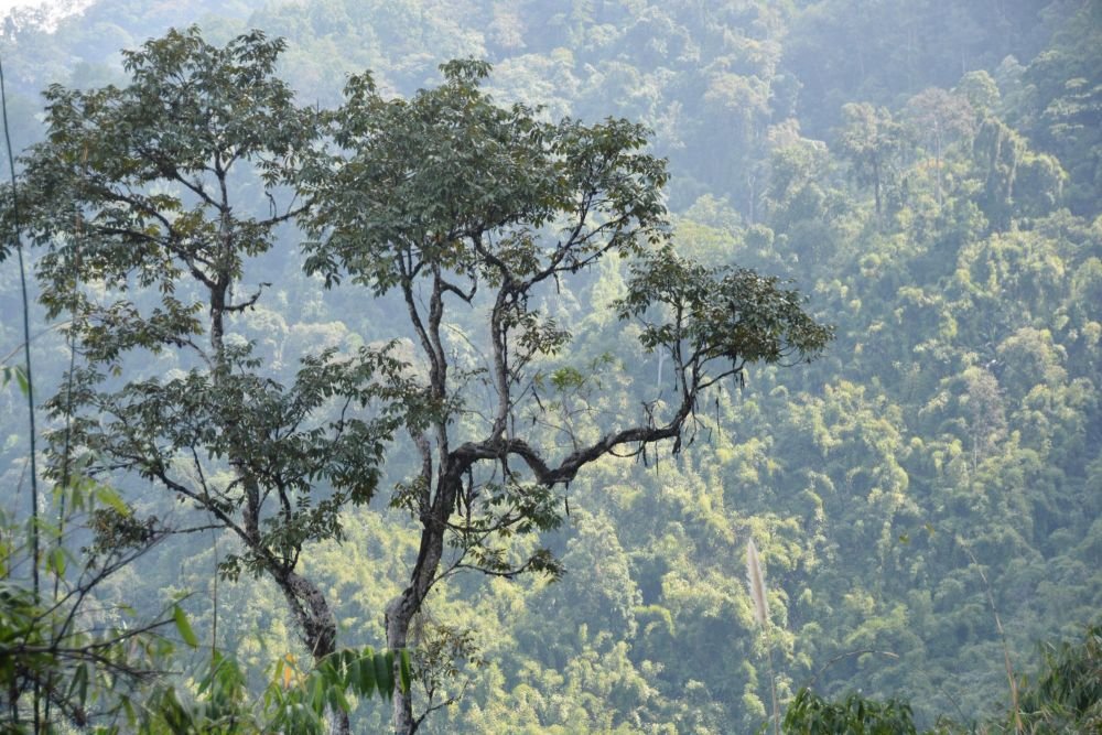 Relief et dense forêt d'Arunachal