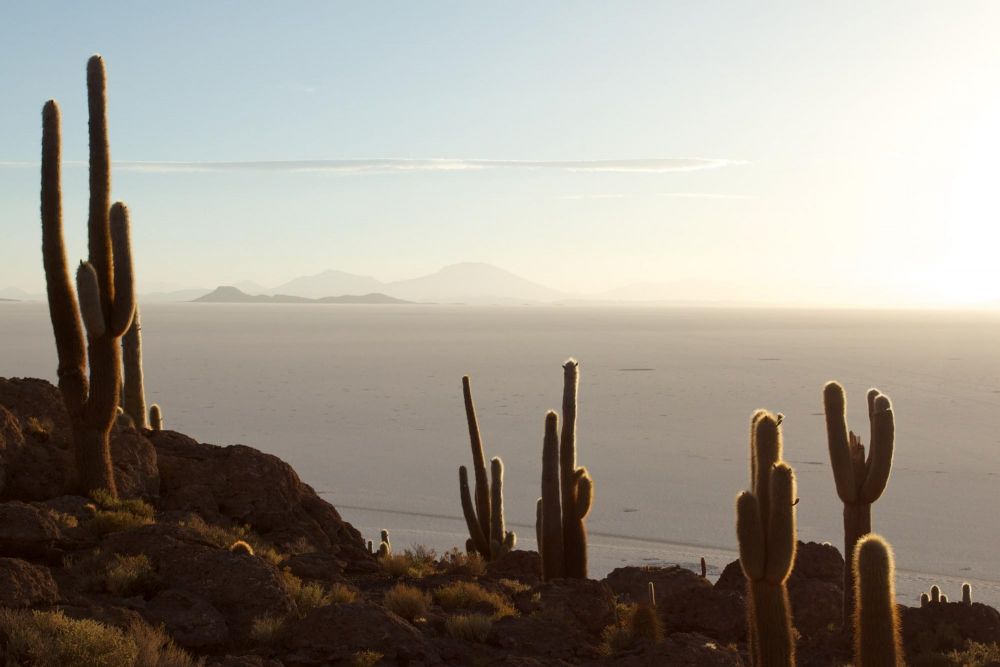 Cactus sur l'île d'Incahuasi, Salar d'Uyuni, Bolivie