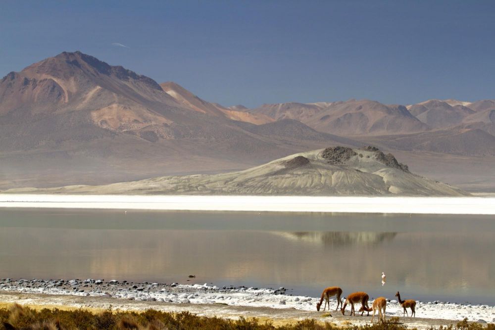 Guanacos devant le Salar de Surire et le volcan Chiguana, réserve de Lauca, Chili