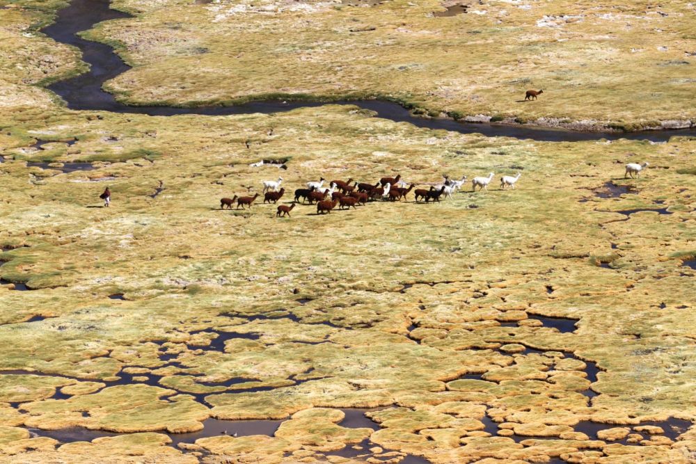 Troupeau de lamas sur l'Altiplano, réserve de Lauca, Chili
