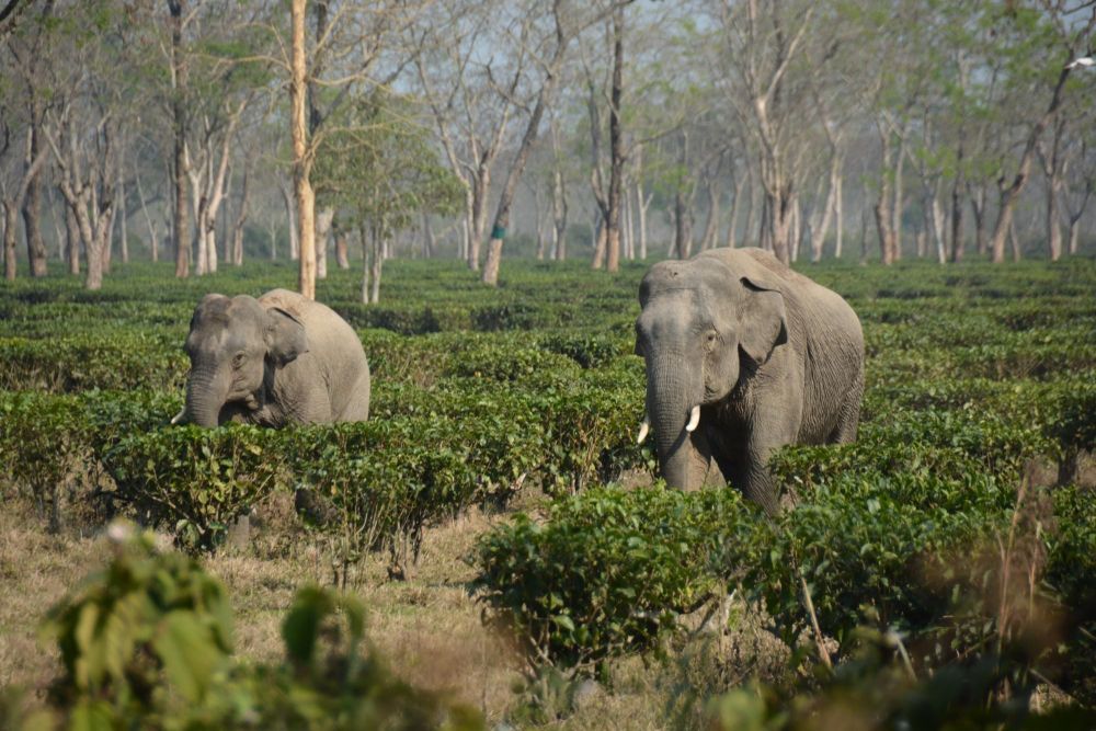 éléphants dans les plantations de thé près de Jorhat