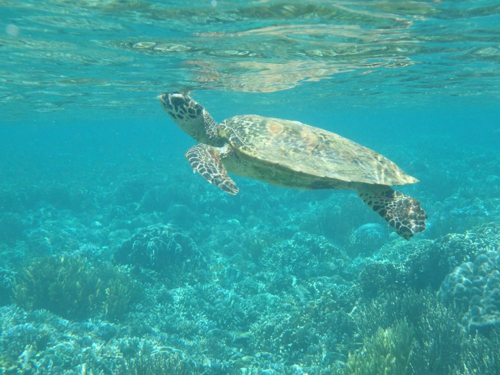 Fonds marins indonésiens