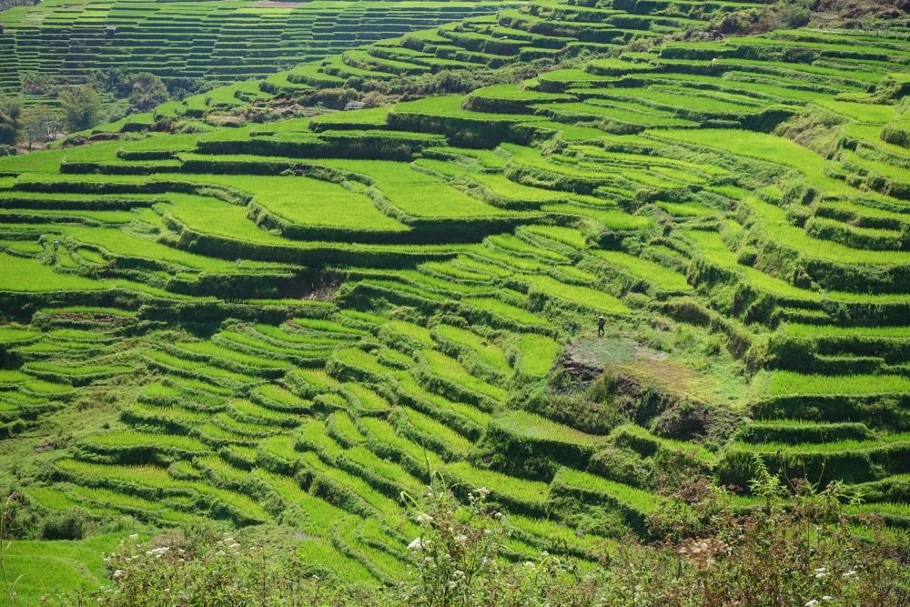 Rizières indonésiennes