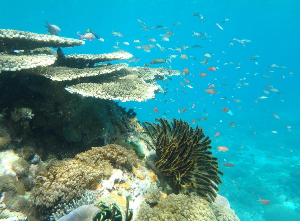 Fonds marins des Komodo