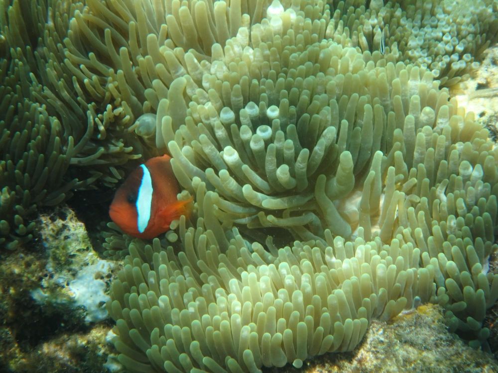 Fonds marins indonésiens