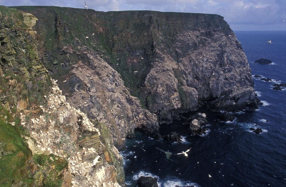 Falaises d'Hermaness blanchies par les fous de Bassan