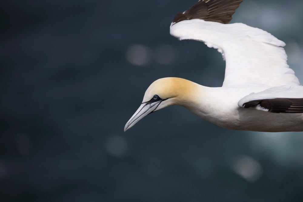 Fou de Bassan en vol