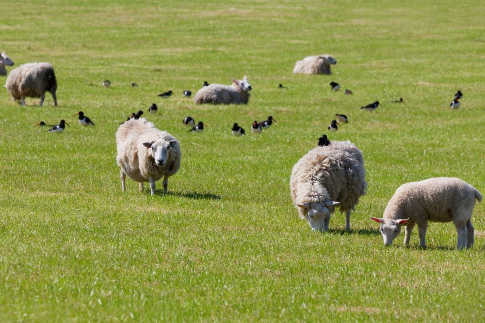 Moutons, huitrier pie et étourneau