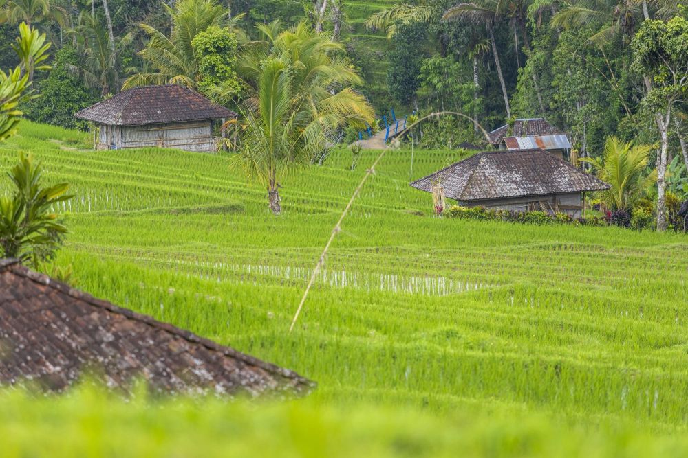 Photo voyage Indonésie 9