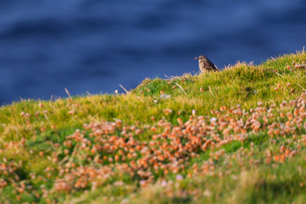 Pipit en becquée