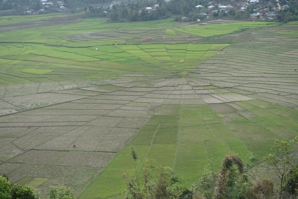 Rizières  en toile d'araignée de Ruteng