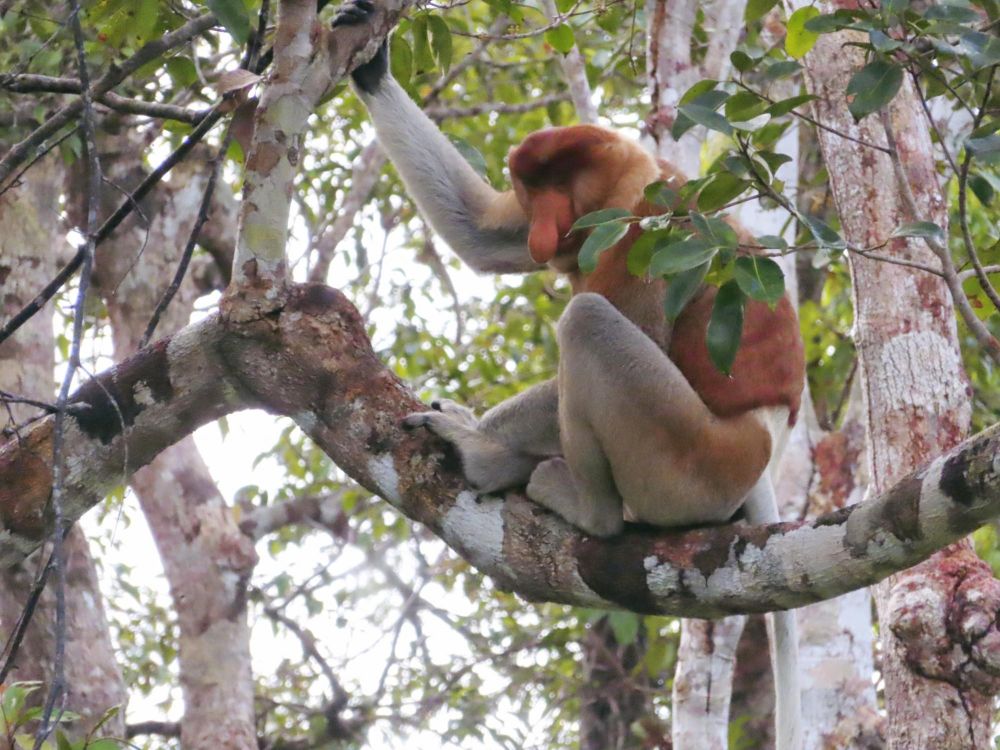 Photo voyage Indonésie 6