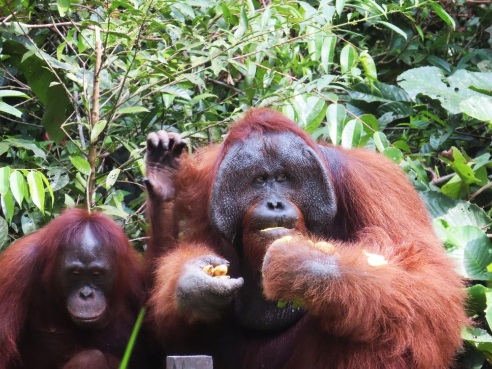 Photo voyage Indonésie 2