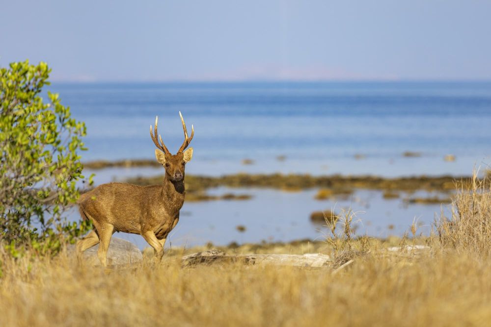 Photo voyage Indonésie 12