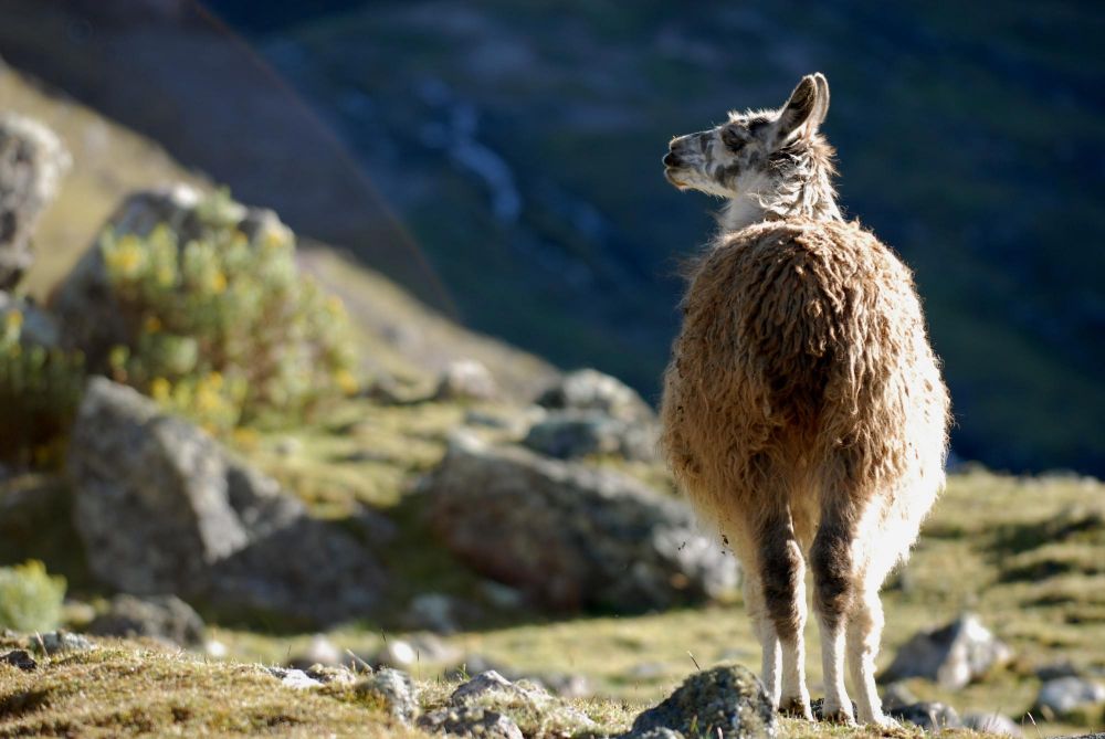 Pérou voyage decouverte Andes Machu Picchu Anapia Lac Titicaca
