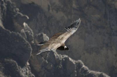 Condor des Andes au mirador du Canyon de Colca