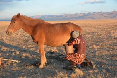 La traite des juments pour la fabrication du koumis