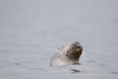 Jour 1 : vol Paris - Aberdeen.