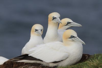J2 :  Falaises de Troup Head et ferry pour les Shetland.