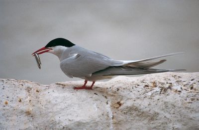 Jour 8 : Découverte du Nord-Ouest de Mainland.