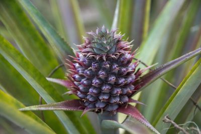 Jour 16 - Retour jusque Dibrugarh