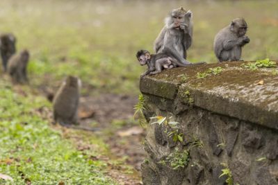 Jour 3 : Rencontre et immersion dans la campagne balinaise à Belimbing