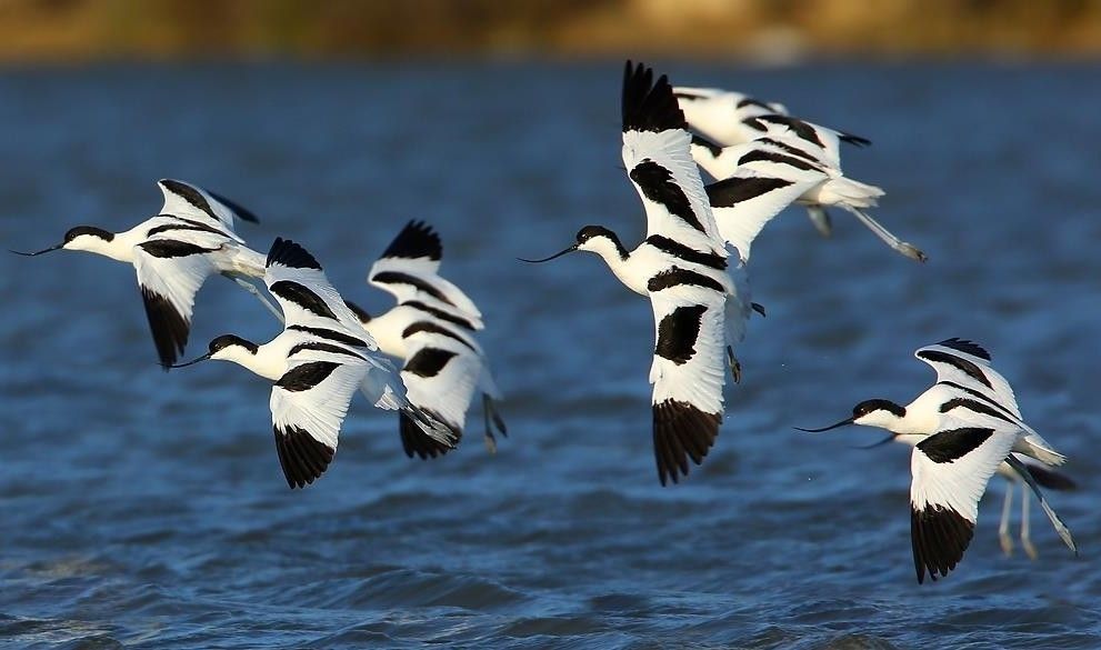 vol d'avocette en france - &copy; AAudevard