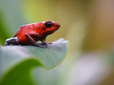 Costa Rica - Les incontournables du naturaliste