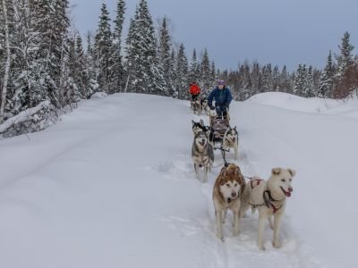Canada - Raid en traîneau à chiens au Québec, l'aventure polaire hors-piste