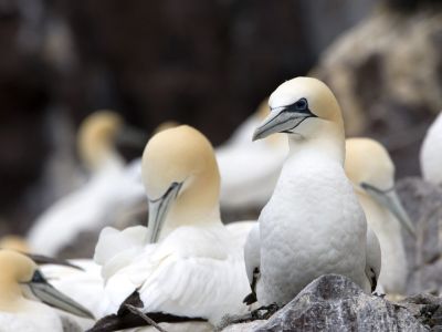 Écosse - Le fief des oiseaux de mer