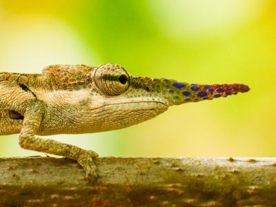 Madagascar - Merveilles malgaches: voyage nature