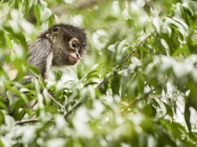 Costa Rica - Circuit "Spécial Faune"