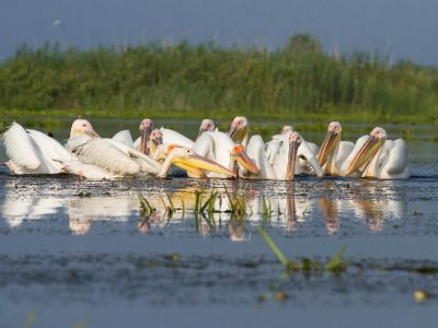 Roumanie - Le delta du Danube, passionnément photo !