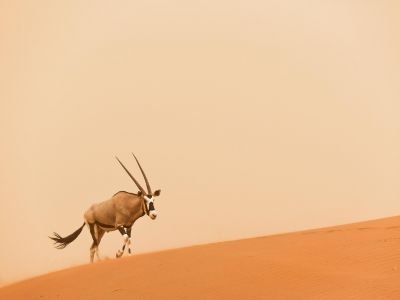 Namibie - Safaris et frissons du Namib : voyage nature tout confort