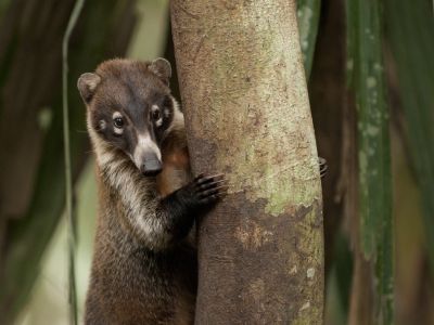 Costa Rica - Péninsule d'Osa et parc national du Corcovado