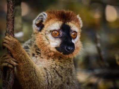 Madagascar - La traversée Nature Est-Ouest