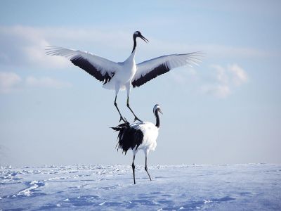 Japon - Des neiges de Kyoto aux glaces d'Hokkaïdo