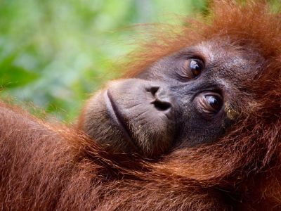 Indonésie - Sumatra, Java, Bali : une traversée grandeur nature