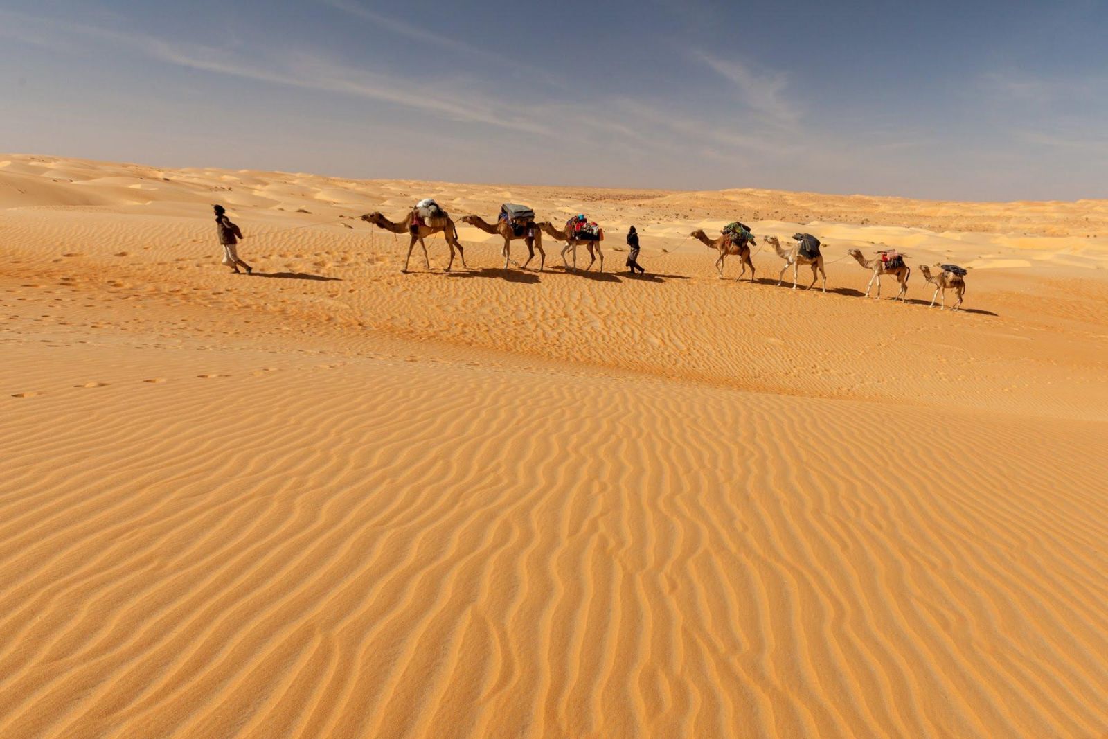 dromadaires dans le désert de mauritanie