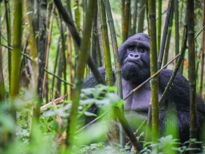 Ouganda - Les montagnes du gorille