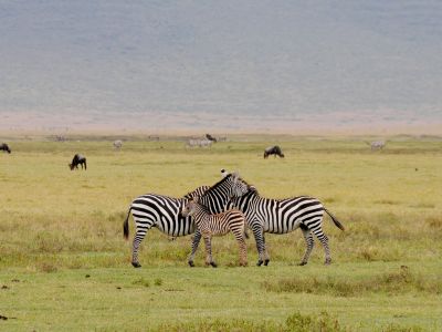 Tanzanie - Tanzanie, mon premier safari