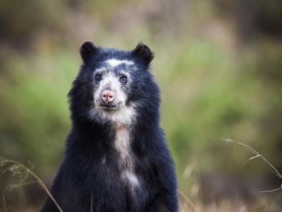 Colombie - Ours à lunettes, fourmilier et ibis rouge
