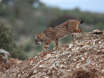 Espagne - A la recherche du lynx pardelle