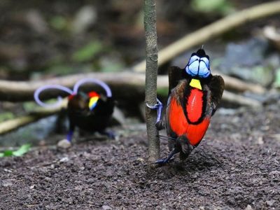 Papouasie Occidentale - Papouasie Occidentale : royaume des paradisiers et d’une avifaune unique