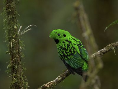 Bornéo - Oiseaux et mammifères exceptionnels de Bornéo