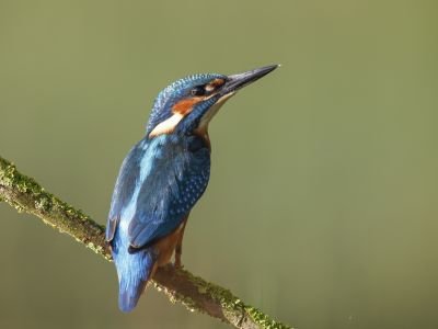 France - Initiation à la photo nature en Avesnois