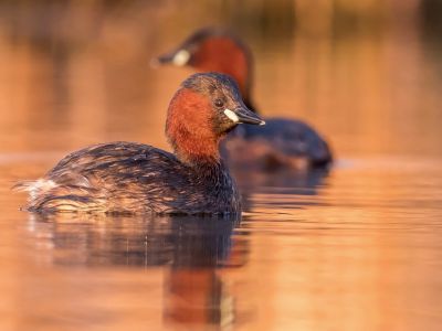 France - Initiation à la photo nature dans les vallées de la Scarpe et de l’Escaut