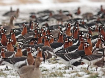 Bulgarie - Roumanie & Bulgarie : les oiseaux hivernants de la Mer Noire