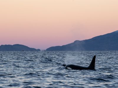 Norvège - Entre fjords et taïga à la rencontre des orques et mammifères marins de Laponie
